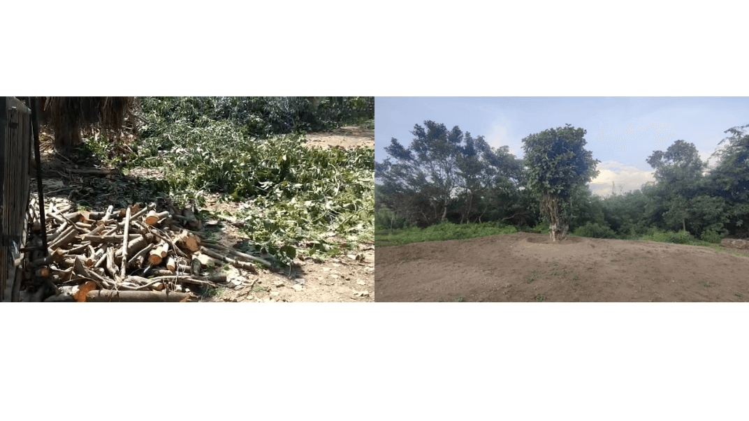 Replantation of 100 Years old Banyan Tree 